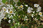 Rambling Rector rose photo