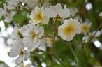 Rambling Rector rose photo