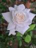 Annapurna rose photo