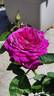 Heidi Klum Rose ® rose photo