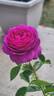 Heidi Klum Rose ® rose photo