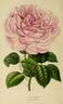 Queen Victoria rose photo