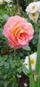 Dornburger Schlossrose rose photo