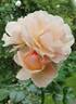 Royale Estelle rose photo