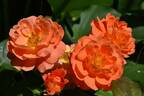 Miss Tango rose photo