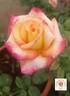 Sheila's Perfume rose photo