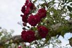 Excelsa rose photo