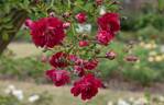 Excelsa rose photo