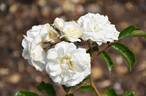 Prosperity rose photo