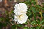 Prosperity rose photo