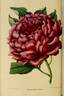 Delachii peony photo