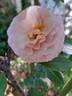 Blue Girl® rose photo