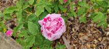 Variegata di Bologna rose photo