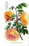 Fortune's Double Yellow rose photo