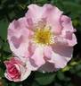 Marinette rose photo