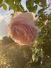 Curly Pink rose photo