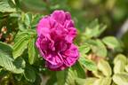 Roseraie de l'Haÿ rose photo