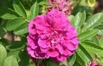 Roseraie de l'Haÿ rose photo