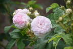 Félicité Parmentier rose photo