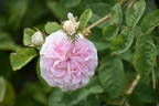 Félicité Parmentier rose photo