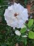 Annapurna rose photo