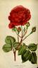 Prince Albert rose photo
