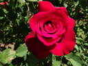 Beloved rose photo