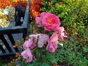 Always Hope rose photo