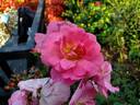 Always Hope rose photo