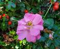 Always Hope rose photo