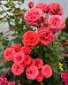 America rose photo