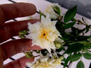 Jackie, Cl. rose photo