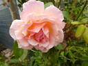Compassion rose photo