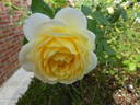 Jean Robie rose photo