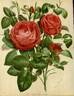 Paul Neyron rose photo