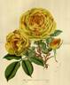 Fortune's Double Yellow rose photo