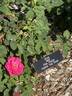 Pink Peace rose photo