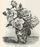 Champion of the World rose photo