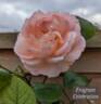 Fragrant Celebration rose photo