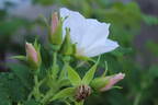 <i>Rosa rugosa</i> 'Alba' rose photo