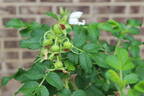 <i>Rosa rugosa</i> 'Alba' rose photo