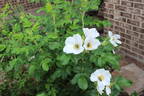 <i>Rosa rugosa</i> 'Alba' rose photo