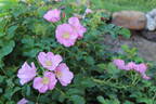 Fru Dagmar Hastrup rose photo