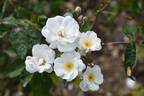 Moonlight rose photo