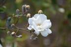 Moonlight rose photo
