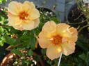Persian Sun rose photo