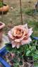 Julia's Rose rose photo