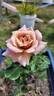 Julia's Rose rose photo