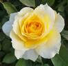 Quest for Zest rose photo
