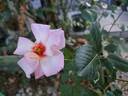 Alissar, Princess of Phoenicia rose photo
